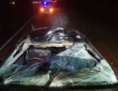 На трассе под Новосибирском водитель Honda насмерть сбил лося