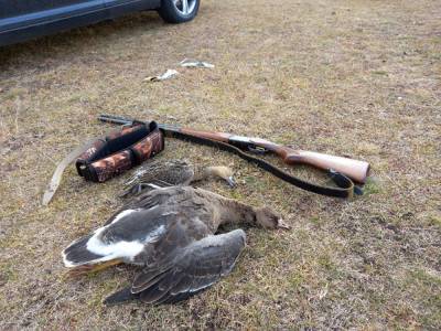 В Челябинской области браконьеры с начала года убили диких животных и птиц на ₽13,2 млн