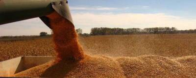 В России на начало октября сбор зерна составил более 111 млн тонн