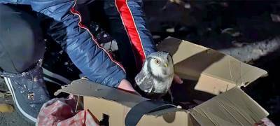Спасенную жителем Петрозаводска сову вылечили и отпустили на волю (ВИДЕО)