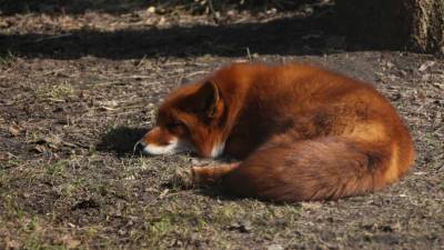 ВС России не разрешил убрать лисиц из списка запрещенных к содержанию животных