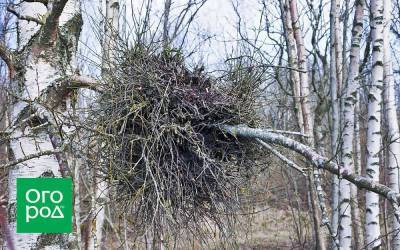 "Ведьмина метла" на деревьях – лечить или выкапывать?