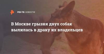 В Москве грызня двух собак вылилась в драку их владельцев