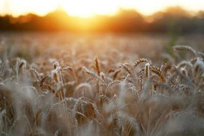Минсельхоз США вновь сохранил на этот год прогноз сбора пшеницы в РФ в 72,5 млн т, экспорта - в 35 млн т