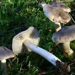 В Харьковской области пенсионерка отравилась грибами