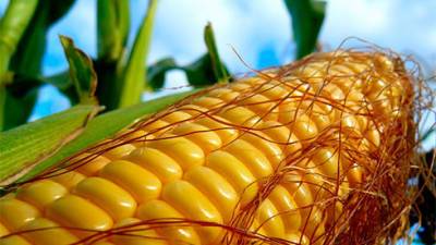 Минсельхоз США в октябре снизил прогноз производства и экспорта кукурузы Украиной