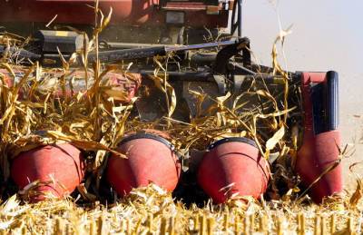 В Украине не хватает кукурузы для экспорта. Цены растут