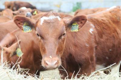 В Пензенской области за 9 месяцев произведено около 300 тысяч тонн скота и птицы на убой