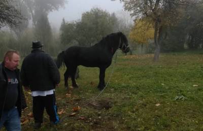 Лошадь провалилась в яму в Лошицком парке в Минске. Посмотрите, как ее вытягивали 9 человек! (ВИДЕО)