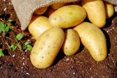 456 кг белорусских яблок и картофеля не пропустили через псковскую границу