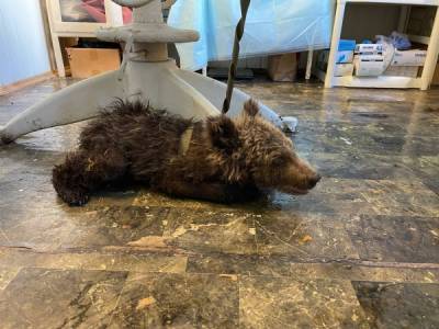 В Челябинской области спасли истощенного медвежонка