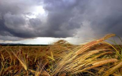 Минсельхоз сетует, что сбору урожая мешает погода, но обещает, что зерна хватит всем