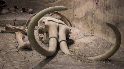 На Чукотке раскопали кости самого «молодого» мамонта