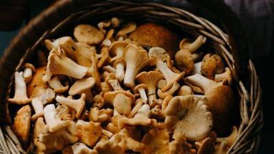Ученые рассказали, как грибы влияют на риск депрессии и продолжительность жизни