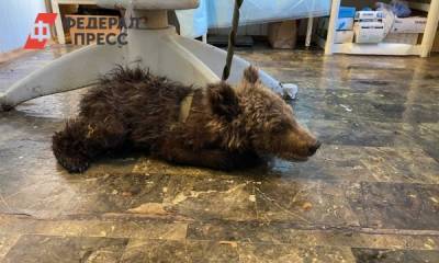В Челябинске спасают жизнь медвежонка, найденного на границе с Башкирией