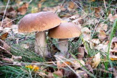 На Харьковщине пенсионерка умерла от отравления грибами