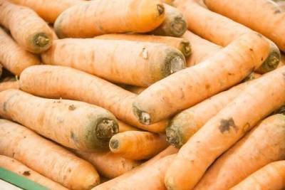 Что нужно посадить рядом с морковью, чтобы получить отличный урожай