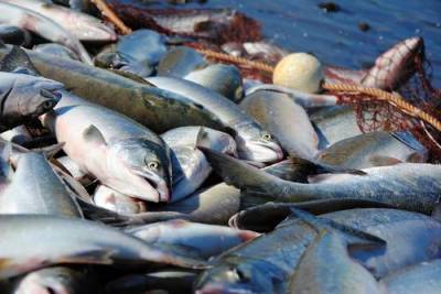 Из-за промышленного улова рыбы в Амуре не осталось кеты
