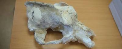 Палеонтологи УрО РАН обнаружили 15 черепов древних медведей в пещере Прокошева
