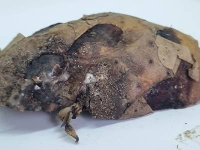 В Сыктывдине обнаружили резиновую гниль картофеля