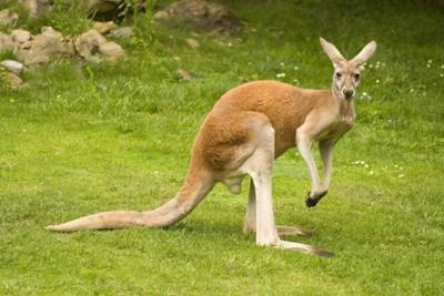 В Австралии двое подростков убили 14 кенгуру, теперь они пойдут под суд