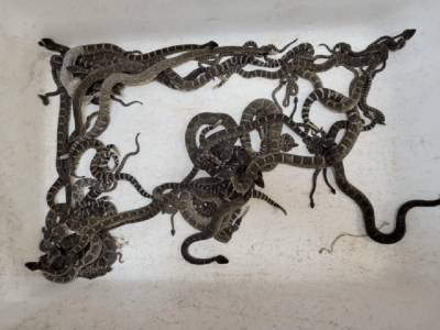В США жилой дом оккупировали смертоносные змеи (ФОТО)