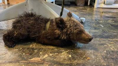 Жители Башкирии заметили медвежонка посреди улицы