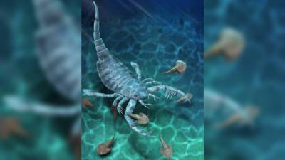 В Китае нашли древнейшего ракоскорпиона