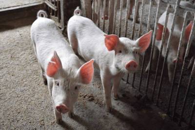 В Башкортостане назревает африканская чума свиней