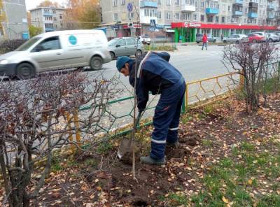 Новые растения высадили в сквере на улице Никиты Рыбакова в Нижнем Новгороде
