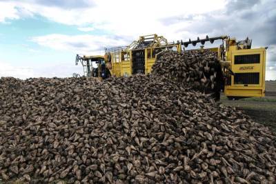 Урожайность растет: липецкие аграрии собрали два миллиона тонн сахарной свеклы