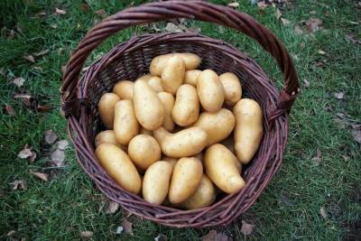 В ДНР добились снижения цены на картофель