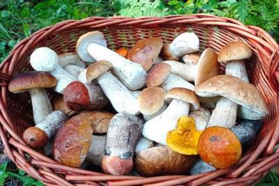 Тихая охота в самом разгаре: петербуржцы похвастались «урожаем» в 1500 красных грибов