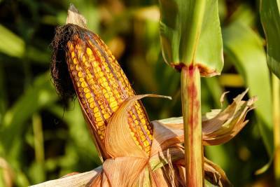 Кукуруза из Украины растет на новостях о худшем урожае и достигла $283 за тонну