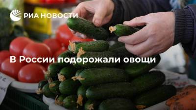 Росстат: огурцы в России с 5 по 11 октября подорожали на 11%, помидоры — на 10%