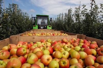 Много не бывает: более 59 тысяч тонн яблок собрали в Липецкой области