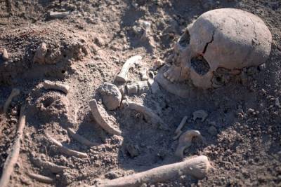 Поисковики обнаружили останки четырех краснофлотцев в Ленобласти
