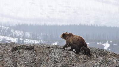 Специалисты РАН обнаружили 15 черепов древних медведей в Пермском крае