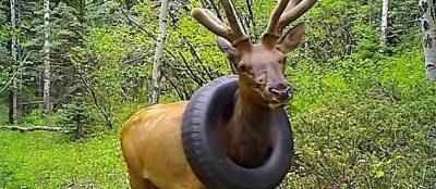 В США освободили оленя, который два года на шее носил шину автомобиля с килограммами мусора