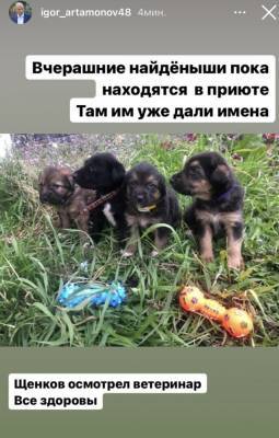 «Все здоровы»: Игорь Артамонов рассказал о судьбе подброшенных щенков