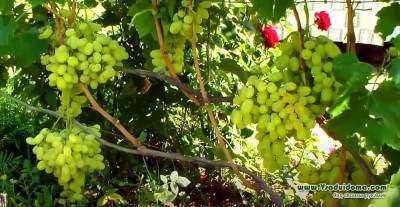 4 обязательные работы на винограднике в октябре