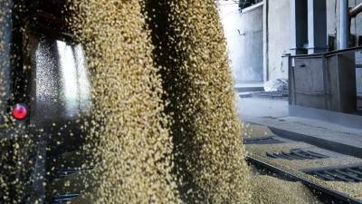 Объём сева озимых зерновых культур в Подмосковье превысил план на 5%