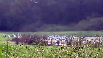 Сотни журавлей облюбовали озеро в воронежском заповеднике