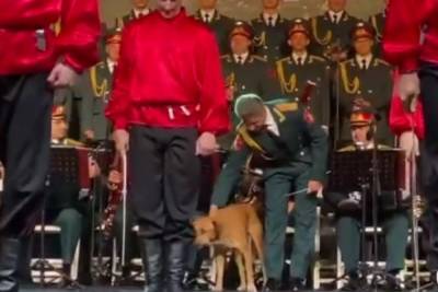 Собака поучаствовала в концерте ансамбля им. Александрова в Турции