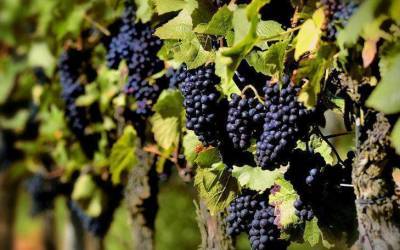 Что нужно положить в лунку при посадке винограда: секреты, о которых не знают