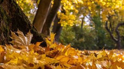 Аллерголог рассказал об опасности опавшей листвы