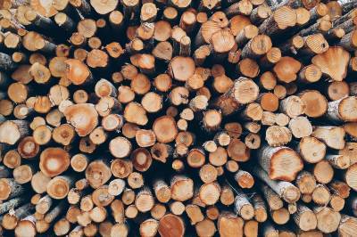 Экологи раскритиковали Польшу за вырубку деревьев в Беловежской пуще
