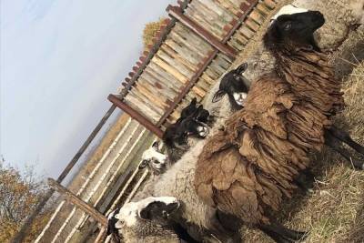 В одном из районов Ивановской области зафиксирована вспышка оспы овец