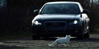 Кошку сбила машина: животное жалко, но надо ли сообщать владельцам?