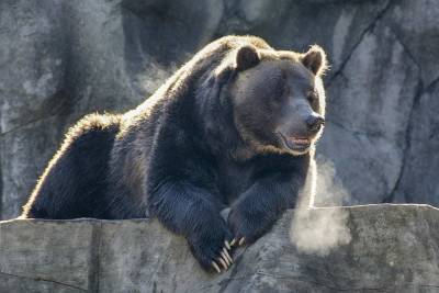 Сотрудники РАН нашли на Урале останки древних медведей возрастом 50 тысяч лет